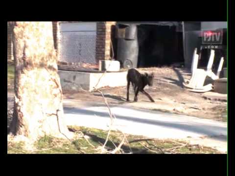 Richi Mic Jo & Harry Kane (ft. Kazuya) - Ghetto