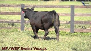 Water&#39;s Edge Farm - Sweet Vidalia