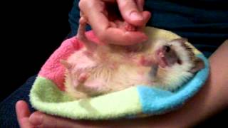 Sir Felix's Tail Rub