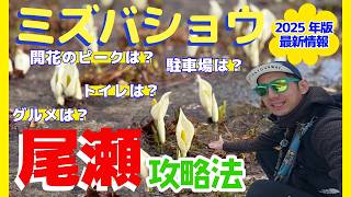 [Oze season opening] A must-see for first-time visitors! When is the peak time for the Asian skun...