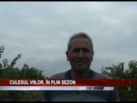 Culesul viilor, in plin sezon