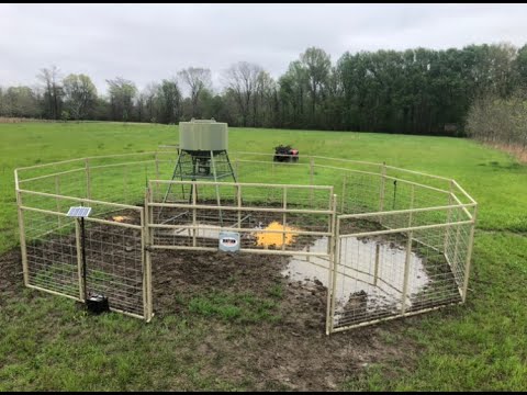 Hogg Boss cellular hog trap system