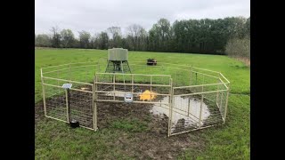 Hogg Boss cellular hog trap system