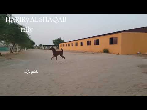 NEW QUEEN BY HARIRY AL SHAQAB