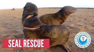 [GRAPHIC] Baby Seal with DEEP CUT rescued