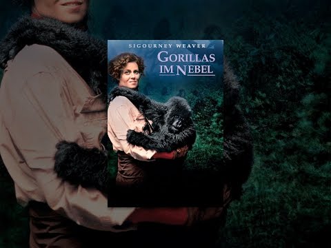 Gorillas im Nebel