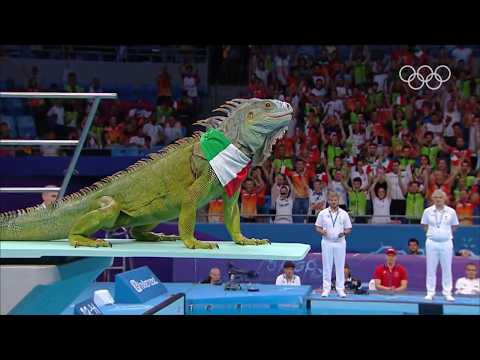 Pet Olympics 2025 | Top 60 Best Animal Dives Ever 🐾✨ From Mammoth to Tortoise!