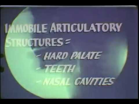 Normal Speech Articulation