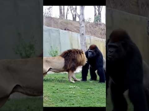 Lion VS Gorilla Encounter at Zoo! - Blondi Foks #shorts