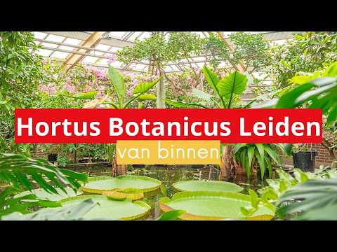 Wandeling door de Hortus in Leiden 🌸 Ontdek de Hortus Botanicus in Leiden