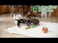 Miniature Dachshund dogs for sale: Jemmie - Video 1