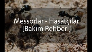 Messorlar - Bakım Rehberi ( Hasatçı Karıncalar )