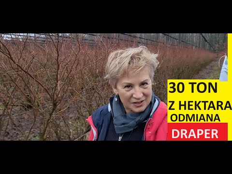 Cięcie Borówki Amerykańskiej Co Robić żeby mieć 30 Ton z Hektara  Pięknych Grubych Borówek