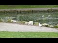 Herring Gulls At Local Park