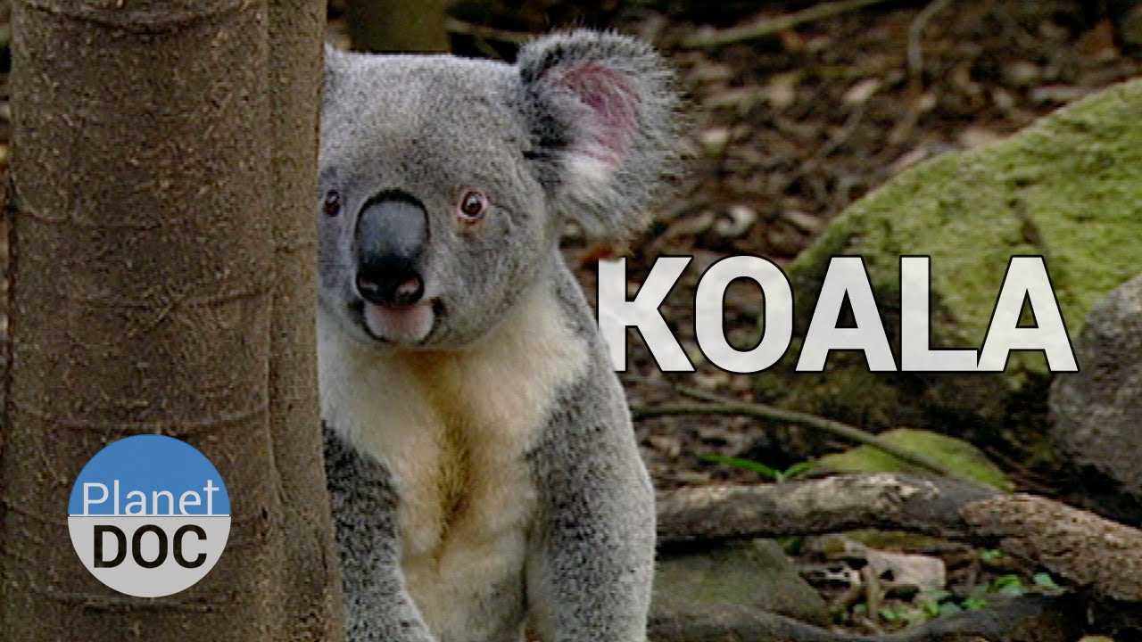 El Koala y sus Hábitos | Animales Salvajes - Planet Doc