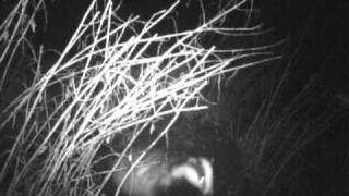 Oakley Wildlife: Caught On Camera (March 2011)