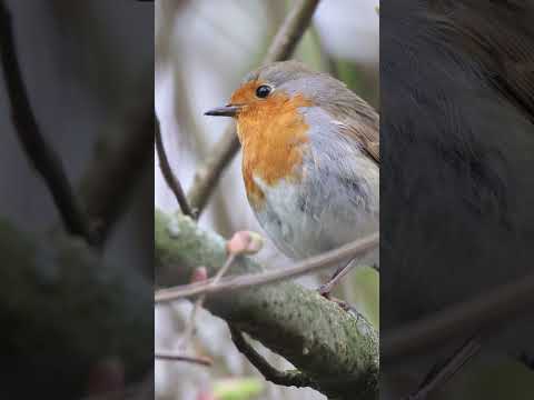 Sound On. A video of a robin singing - Hardwick Park - 14/04/26