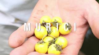 Miniatura do vídeo