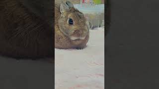 うさぎとフトアゴ #ネザーランドドワーフ #rabbit #爬虫類 #フトアゴヒゲトカゲ