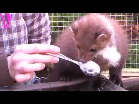 Brake: Marder als Haustiere