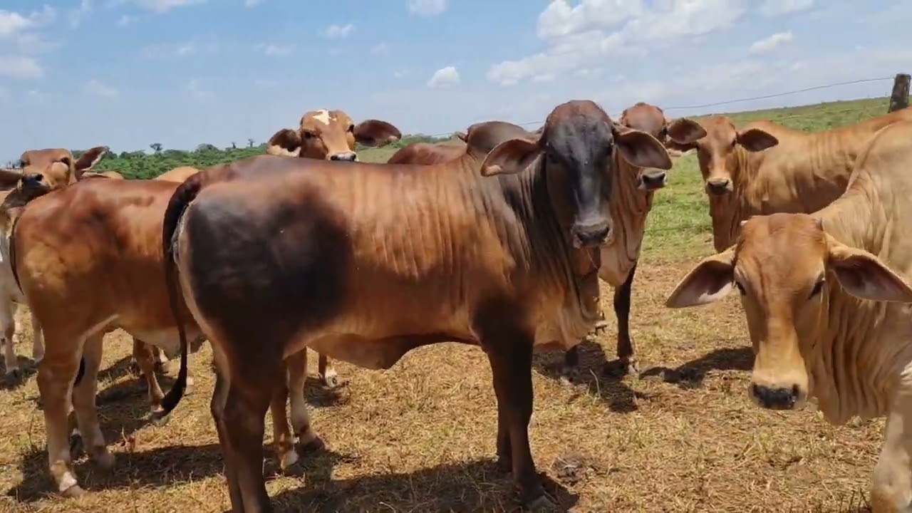 SINDINEL- Bezerras de 13 meses super precoces !