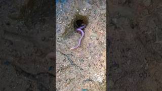 Download lagu ngerii moment nonggol sambar cacing hii #belut #vidioshorts #berandayoutube #ngerii mp3 Download lagu ngerii moment nonggol sambar cacing hii #belut #vidioshorts #berandayoutube #ngerii mp3