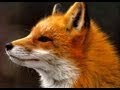 Ylvis - The Fox (what does the fox say?) Lyrics 