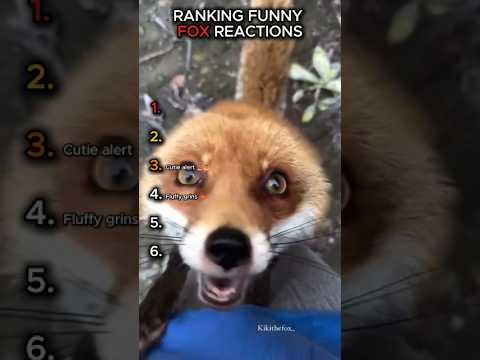 These Foxes Are Way Too Dramatic 😭🦊 #shorts