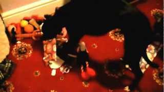 It's Xmas morning for the whippets!