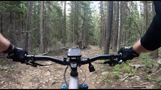 Rocks and Roots - West Magnolia - Nederland - Colorado