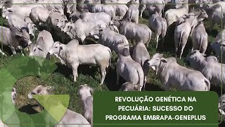REVOLUÇÃO GENÉTICA NA PECUÁRIA: SUCESSO DO PROGRAMA EMBRAPA-GENEPLUS