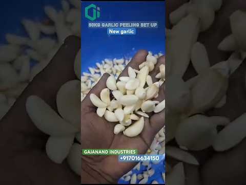 50kg garlic peeling machine set up ~ gajanand industries +917016634150