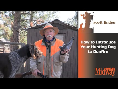 How to Introduce Your Hunting Dog to Gunfire | Scott Linden