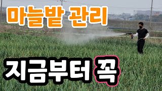 마늘밭 관리 지금 꼭해야 단단하고 굵은 마늘이