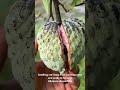Red ilama fruit ready for harvest in Florida