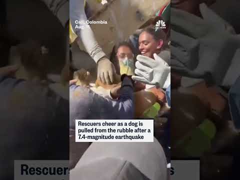 Dog rescued a day after deadly Colombian earthquake