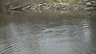 preview picture of video 'Vermilion River Steelhead'