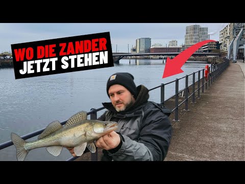 Zander im Winter – Spots und Verhalten im Januar ❄️