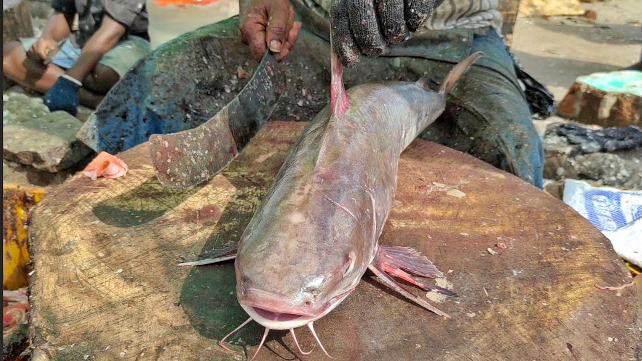 Amazing Giant CATFISH Cutting Skills In Fish Market | Catfish Fish Cutting Skills