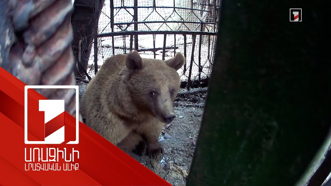 Օդի աղտոտվածություն, որսագողություն, անազատության մեջ պահվող կենդանիներ. քննարկում ԲԸՏՄ-ում