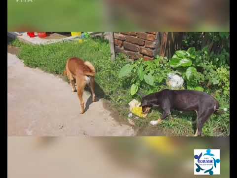 Feeding Street Dogs 🐶| 28th August | Garia khusshi welfare society.