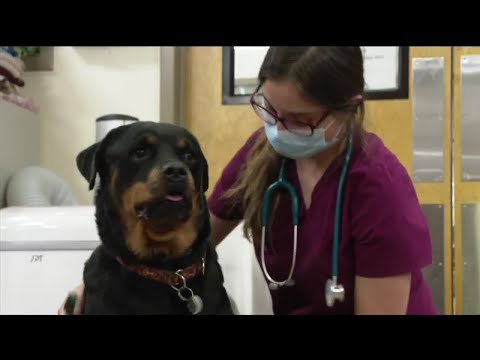 Veterinary professionals and mental health