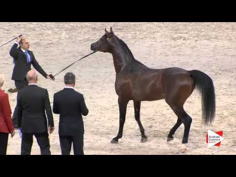 N.110 FEUER JADE - Paris 2015 - Colts 2-3 years old (Class CM5 B)