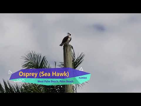 Amazing Florida Osprey Calling