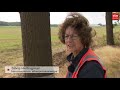 Eikenprocessierups nestelt zich ook in de bodem