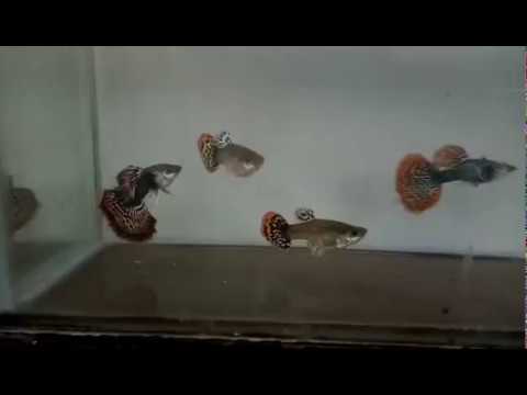 Imported male and female guppy fish varieties available at joes aquaworld mumbai 9833898901