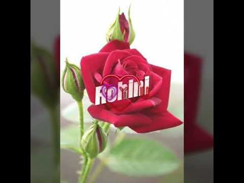 Rohini rose whatsup video statas....