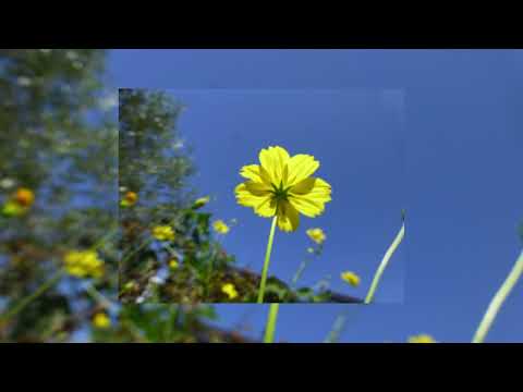 本物の獣医レンゲ 植物