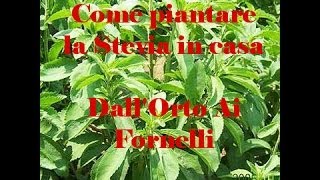 Come piantare la Stevia in casa - Dall'Orto Ai Fornelli