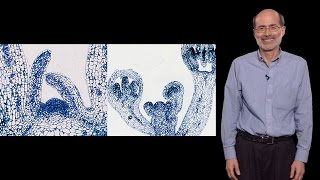 Richard Amasino (U. Wisconsin-Madison, HHMI) 1: How plants “know” when to flower